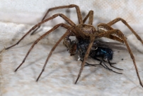 La Pisaure admirable. Un mle en chasse (Araneae - Pisauridae - Pisaura mirabilis)